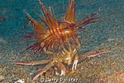 Crab with fire urchin on his back for predation protection. by Larry Polster 